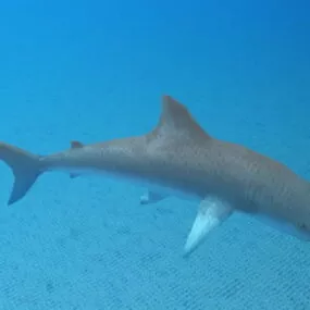Leopard Shark 3d model