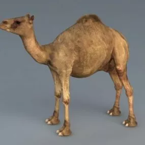 Dromedary Camel 3d model