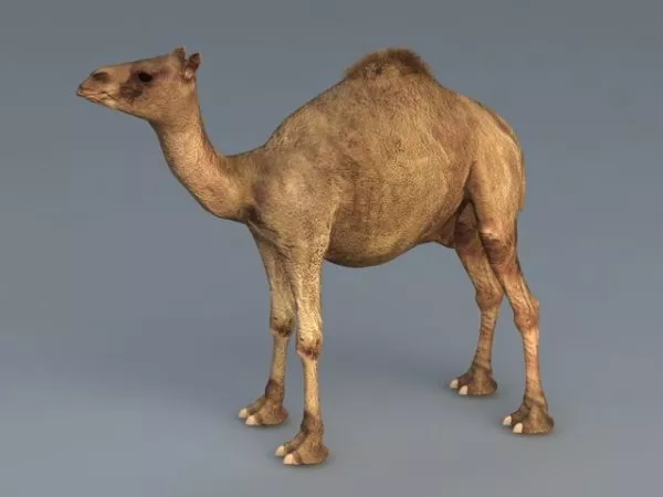 Dromedary Camel 3d model Dromedary Camel 3d model