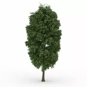 Sycamore Tree 3d model