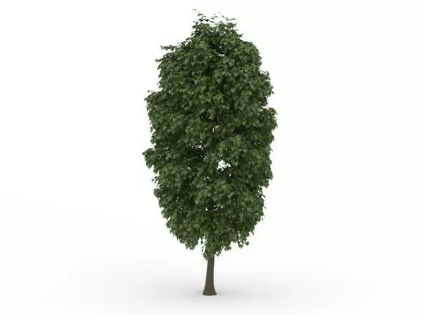 Sycamore Tree 3d model Sycamore Tree 3d model