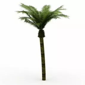 Date Palm Tree 3d model