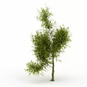 Willow Tree 3d model