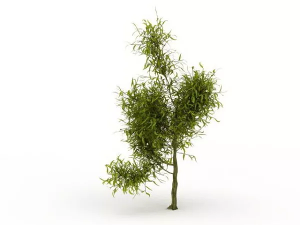 Willow Tree 3d model Willow Tree 3d model
