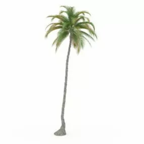 Tall Palm Tree 3d model