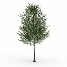 White Birch Tree 3d model