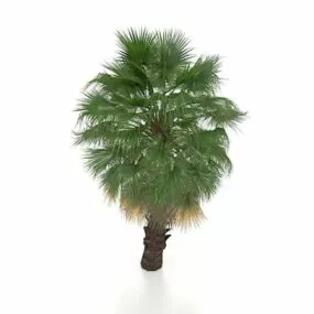 Chinese Fan Palm Tree 3d model