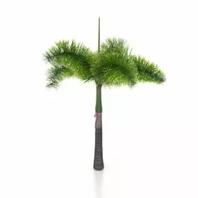 Tropical Palm Tree 3d model