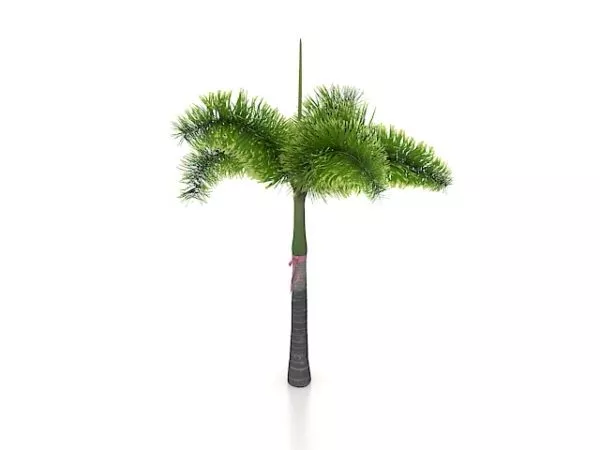 Tropical Palm Tree 3d model Tropical Palm Tree 3d model