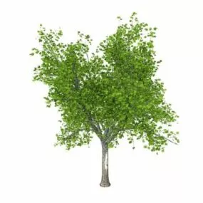 Sugar Maple Tree 3d model
