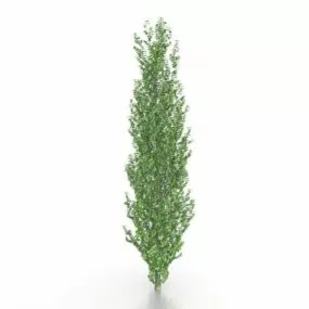 Tulip Poplar Tree 3d model