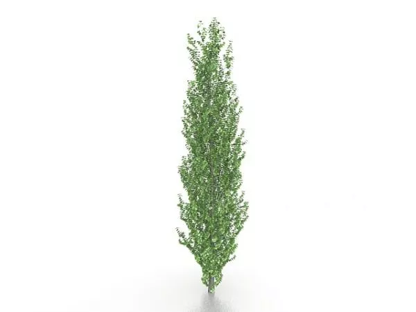 Tulip Poplar Tree 3d model Tulip Poplar Tree 3d model