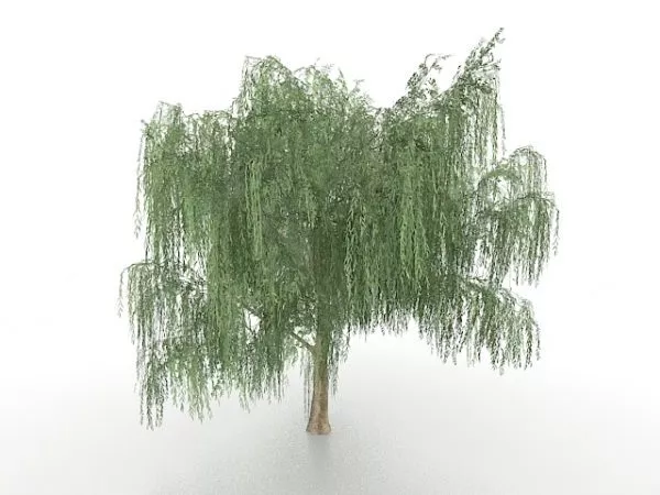 Weeping Willow Tree Plant 3d model Weeping Willow Tree Plant 3d model