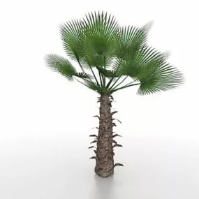 Windmill Palm Tree 3d model