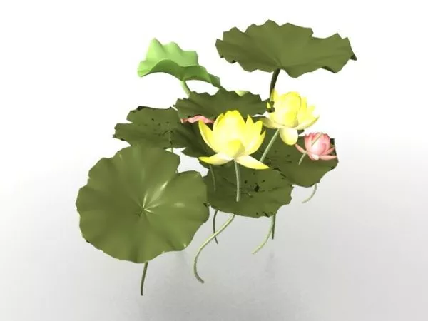 Lotus Flower Leaves 3d model Lotus Flower Leaves 3d model
