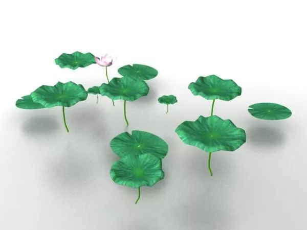 Lotus Flower And Leaves 3d model Lotus Flower And Leaves 3d model