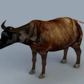 Water Buffalo 3d model