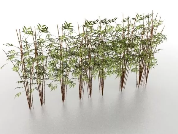 Bamboo Plants 3d model Bamboo Plants 3d model