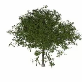 Apple Tree 3d model