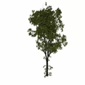 American Elm Tree 3d model