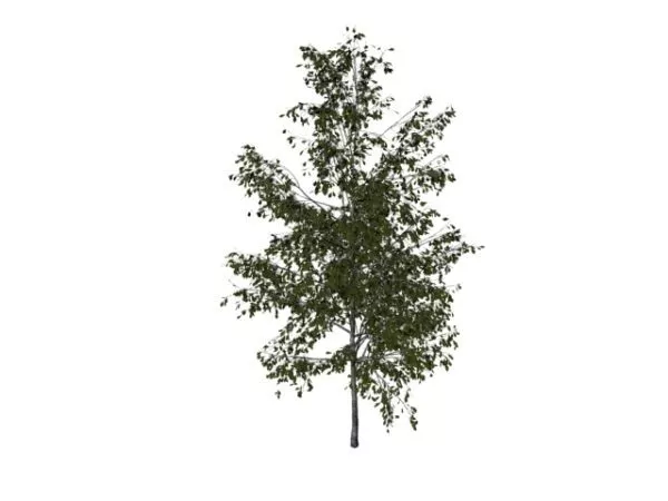 Silver Birch Tree 3d model Silver Birch Tree 3d model