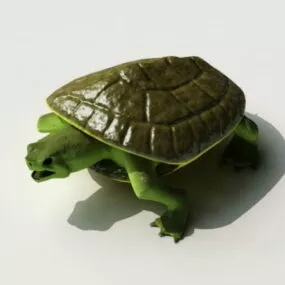 Green Sea Turtle 3d model