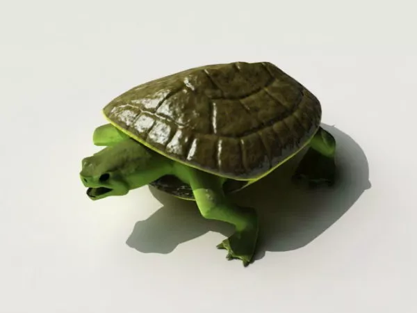 Green Sea Turtle 3d model Green Sea Turtle 3d model