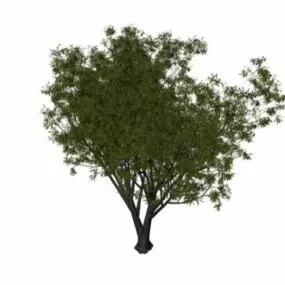 Grey Willow Tree 3d model
