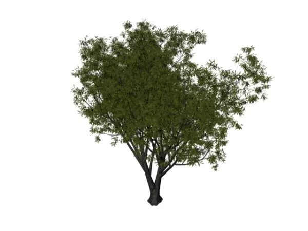 Grey Willow Tree 3d model Grey Willow Tree 3d model