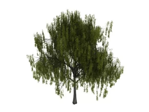 White Willow Tree 3d model White Willow Tree 3d model