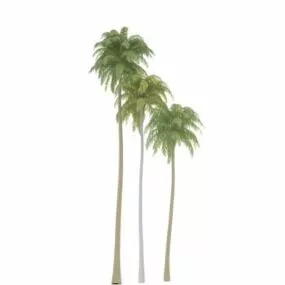 Coconut Palm Tree 3d model