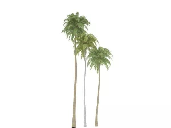 Tall Coconut Tree 3d model