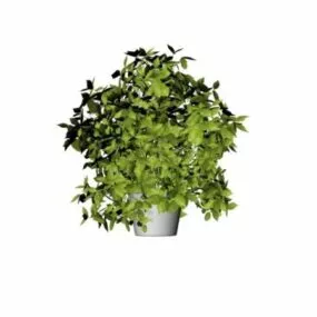 Potted Bonsai Tree 3d model