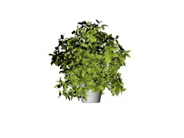 Potted Bonsai Tree 3d model Potted Bonsai Tree 3d model