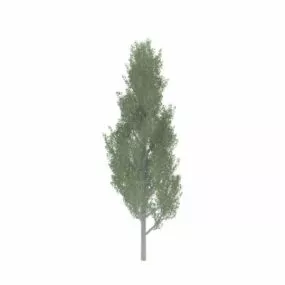 Tulip Poplar Tree 3d model