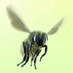 Honey Bee 3d model