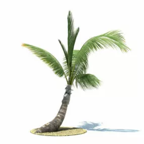 Tall Palm Tree 3d model