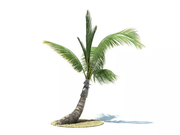 Tall Palm Tree 3d model Tall Palm Tree 3d model
