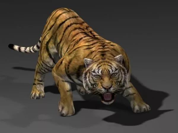 Sumatran Tiger 3d model Sumatran Tiger 3d model