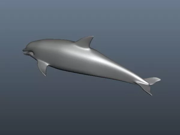 Sea Dolphin Animal 3d model Sea Dolphin Animal 3d model