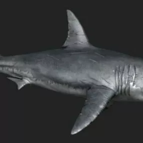 Great White Shark Animal 3d model