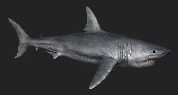 Blue Shark Lowpoly 3d model