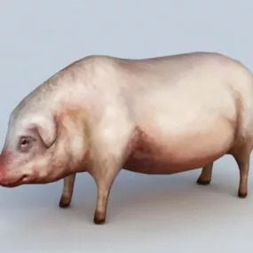 Domestic Pig 3d model