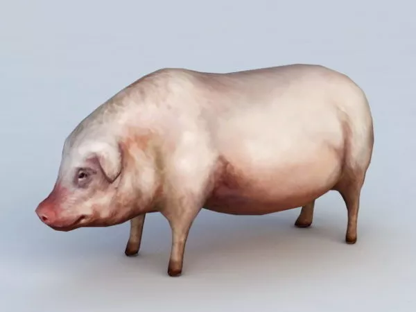Domestic Pig 3d model Domestic Pig 3d model