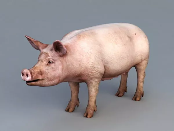 Domestic Pig 3d model Domestic Pig 3d model