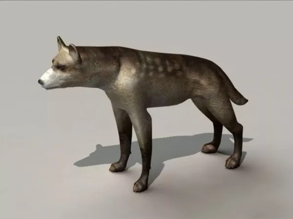 Single Wolf Walking 3d model