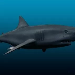White Shark 3d model