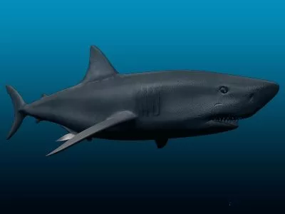 White Shark 3d model White Shark 3d model