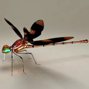 Dragonfly Insect 3d model