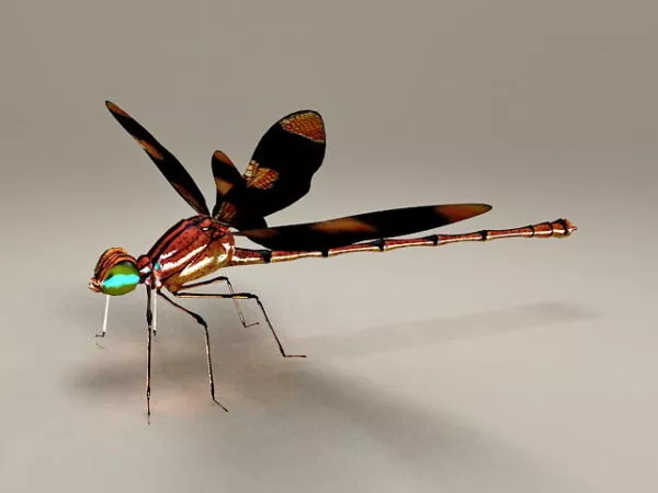 Dragonfly Insect 3d model Dragonfly Insect 3d model